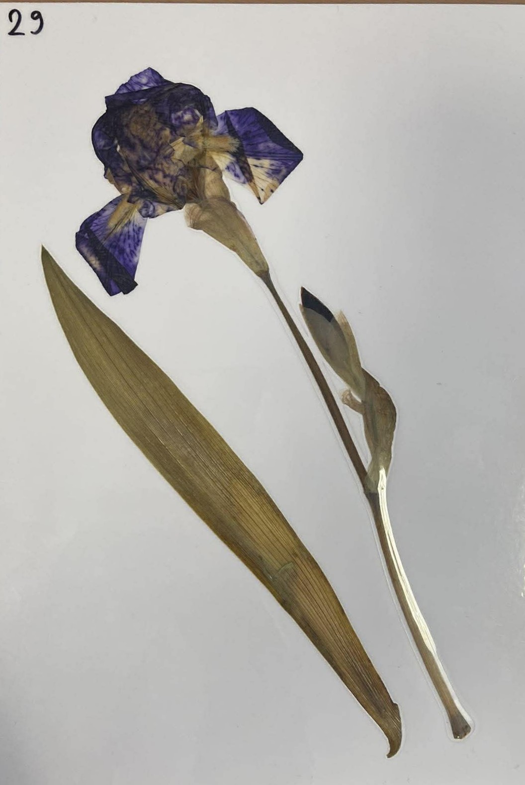 Rastlina Iris germanica